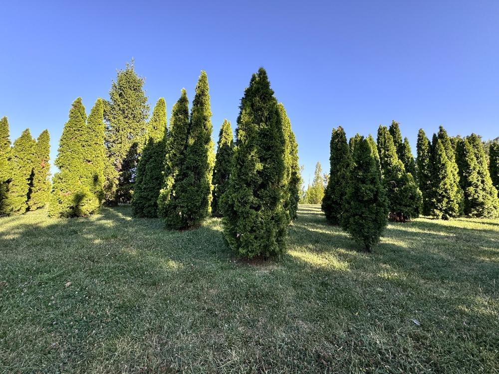 Thuja Occidentalis - Techny 5-6' - 88550-6597