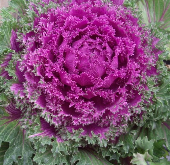 4.5" Ornamental Flowering Kale Nagoya Rose