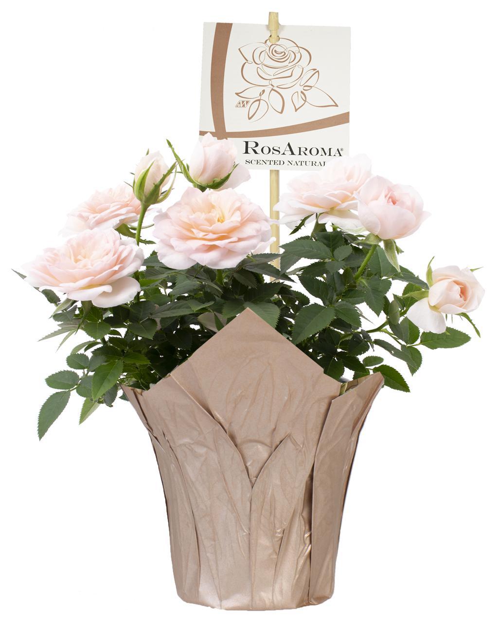 4" Aromatic Rose House Plant - RosAroma w/ Decorative Pot Cover - F5616