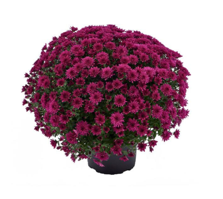9" Mum - Morgana Purple