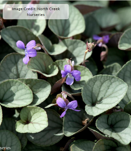 1G Viola Walteri (Prostrate Blue Violet) 'Silver Gem' - 1015048