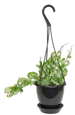 5" HB Hoya Compacta Hindu Rope - G5211