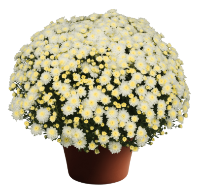 9" Mum - Chelsey White