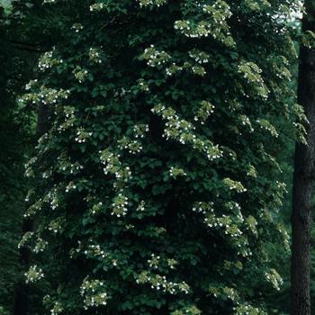 3G HYDRANGEA ANOMALA PETIOLARIS Climbing Hydrangea 1000124