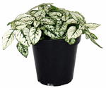 3.5" Polka Dot White - G3256