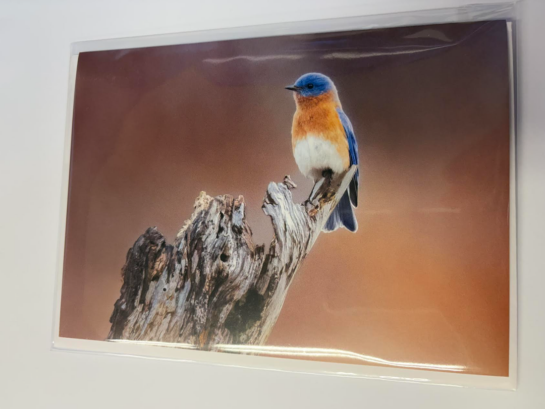 Bluebird on Tree Stump - Greeting Card w/ Envelope