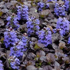 Black Scallop Bugleweed