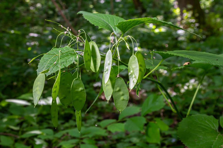 2G Perennial Lunaria (Money Plant, Silver Dollar Plant)