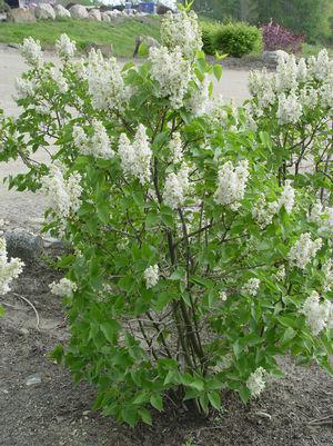 3G Syringa Vulgaris Krasavitsa Moskvy - Moscow Lilac - 1001537