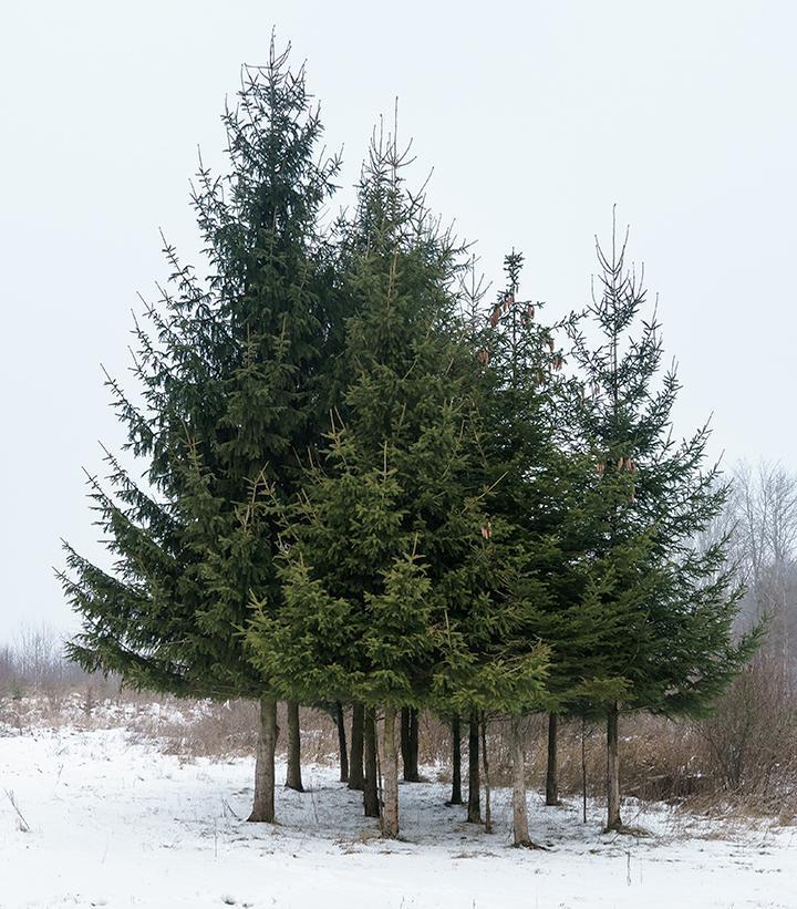 3G Picea Abies - Norway Spruce - 1014937