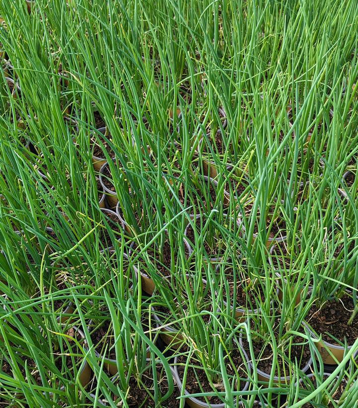 1G Allium fistulosum Scallion, Bunching Onion 1005518
