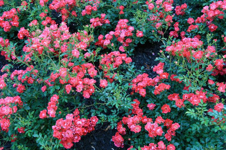 3G Rose Bush - 'Dick Clark' Cherry w/ Cream Center