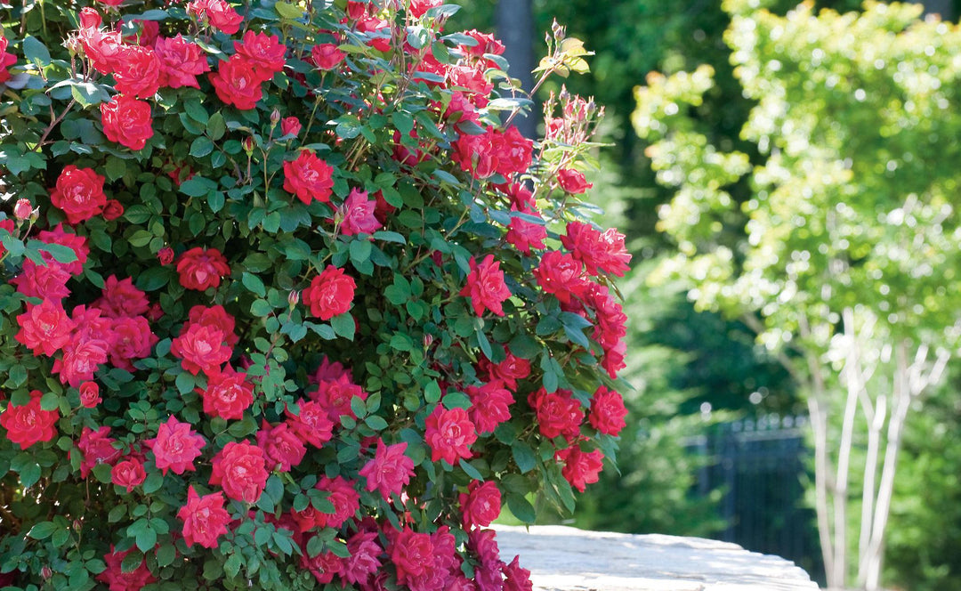 2G Double Knock Out Rose Bush - Cherry Red - 2610