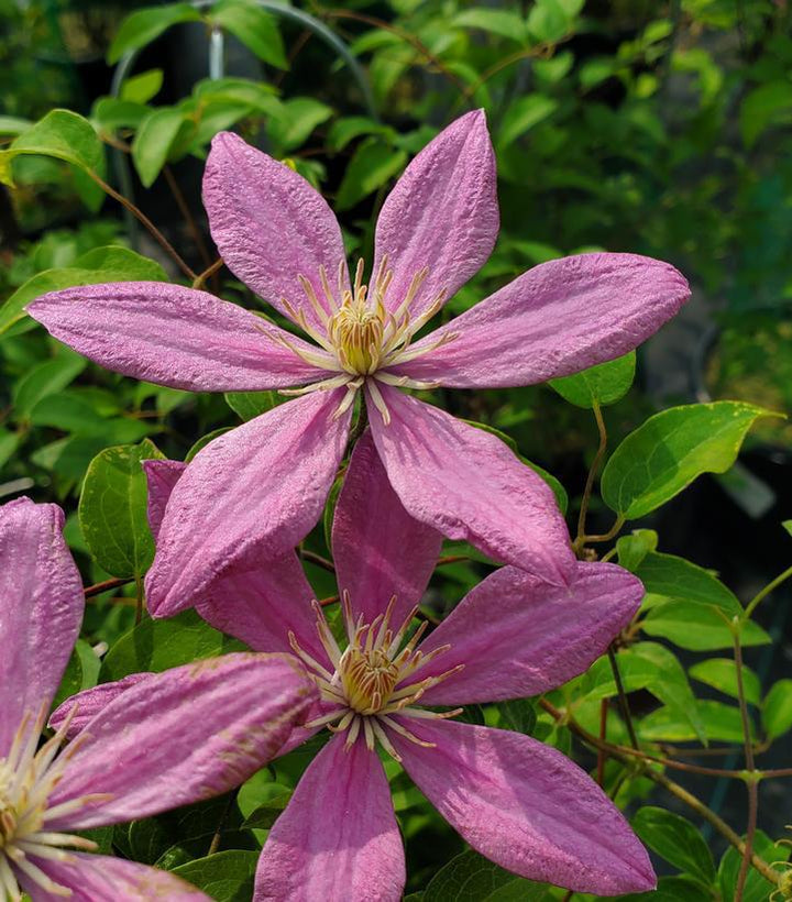 8" Clematis 'Sally' - 1004921