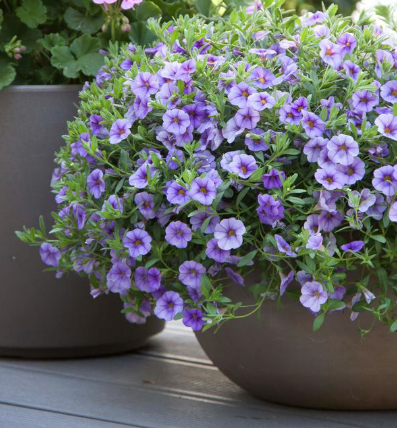 8" TP Calibrachoa