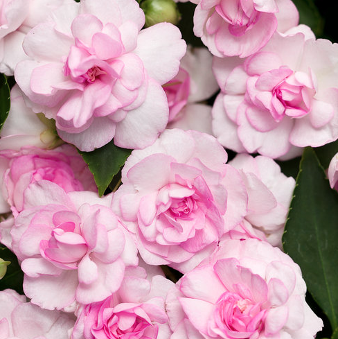 11" HB PW Rockapulco Appleblossom - Double Impatiens Hanging Basket