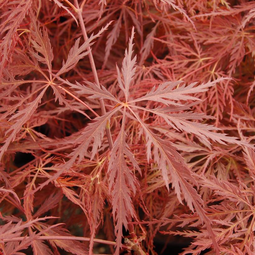 10G Acer Palmatum Dissectum 'Crimson Queen' Weeping Japanese Maple Everde