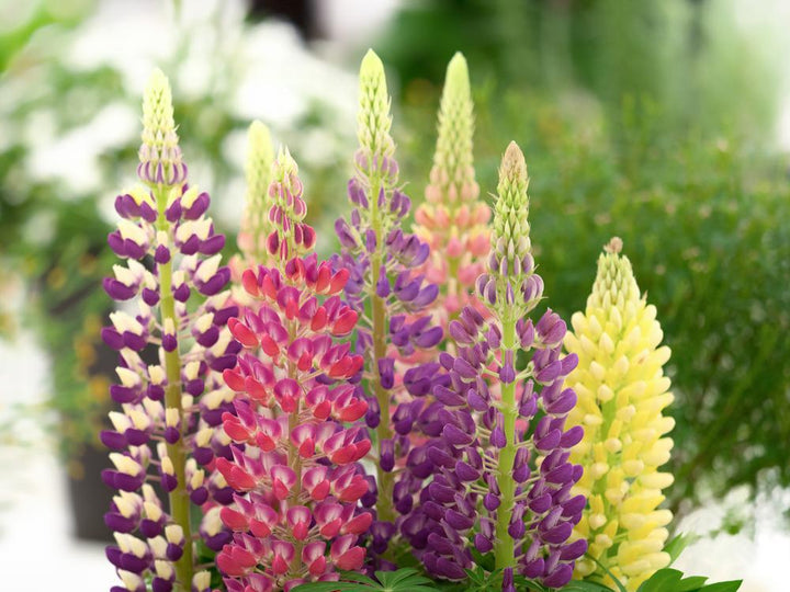 Quart Perennial Lupinus (Lupine)