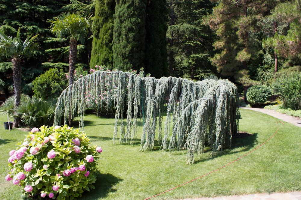 15G Cedrus Atlantica Glauca Pendula - Serpentine 5/6' - Weeping Blue Atlas Cedar - 22075-190