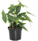 6" Begonia Rex - White Maculata - T4424