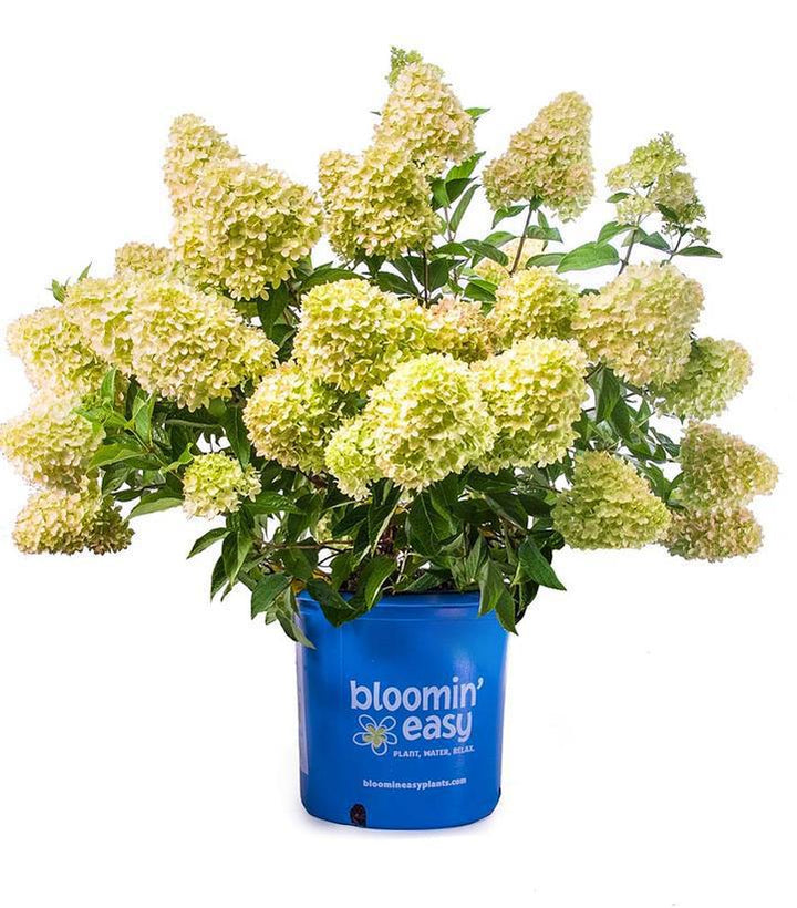 2G Hydrangea Paniculata 'Dragon Baby' - 1020465