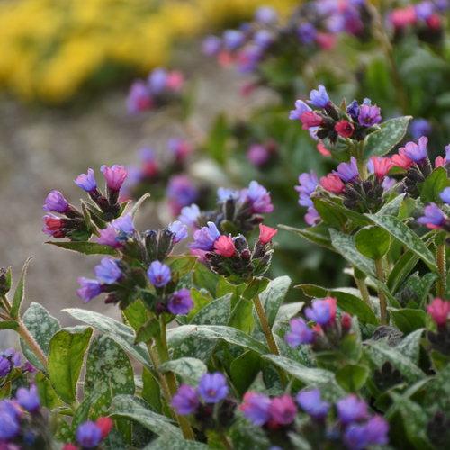 PW® Spot On Lungwort