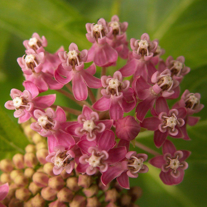 Swamp Milkweed, Rose Milkweed