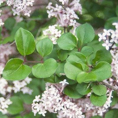 Palibin Korean Lilac