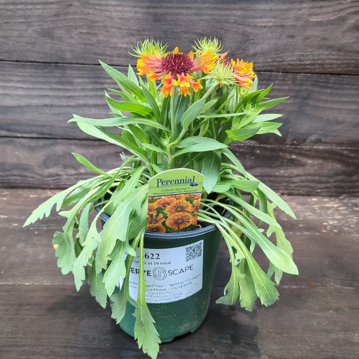 Gaillardia 'Copper Sun'  - Spintop™ Copper Sun Blanket Flower