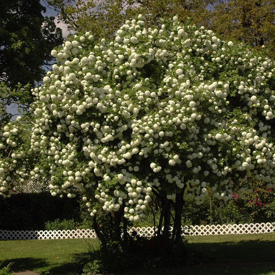 Eastern Snowball