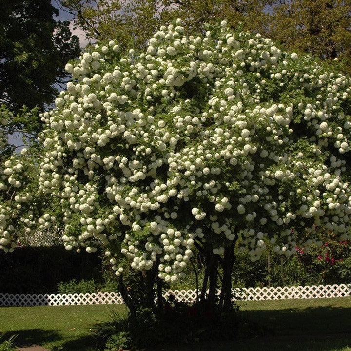 Eastern Snowball