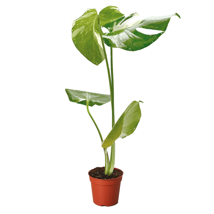 Monstera 'Thai Constellation'
