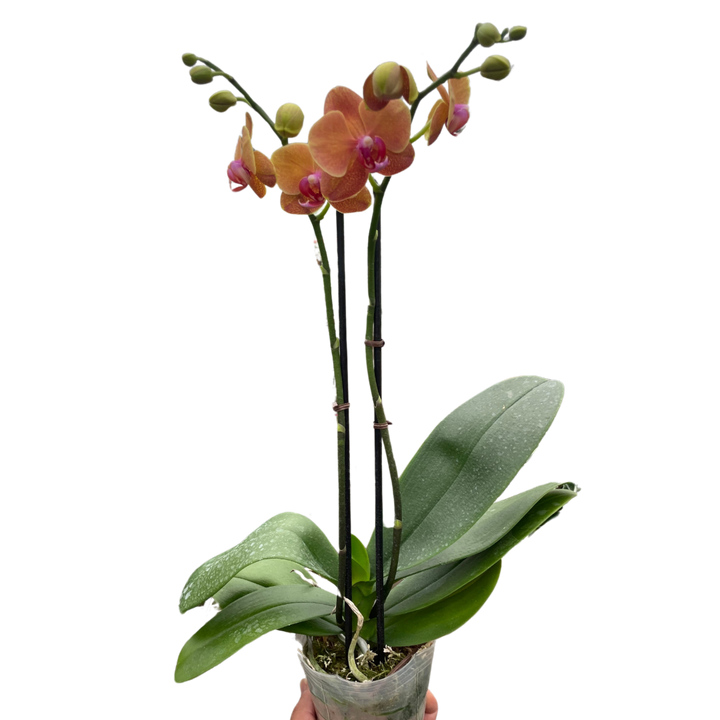 Orchid 'Orange Phalaenopsis'