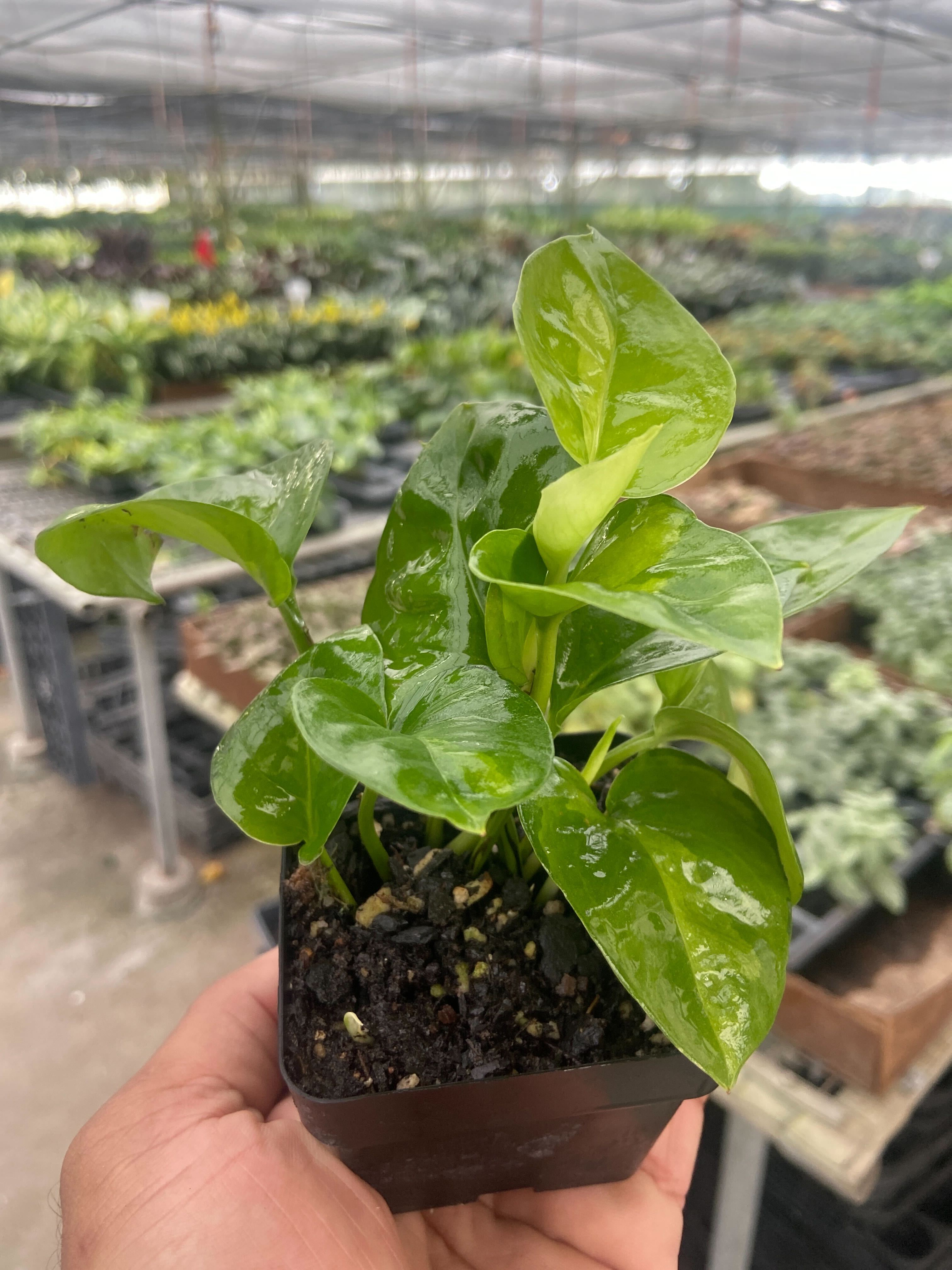 Pothos 'Global Green' - Thumbnail 2