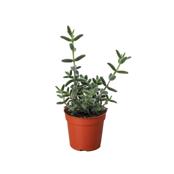 Delosperma echinatum 'Pickle Plant'