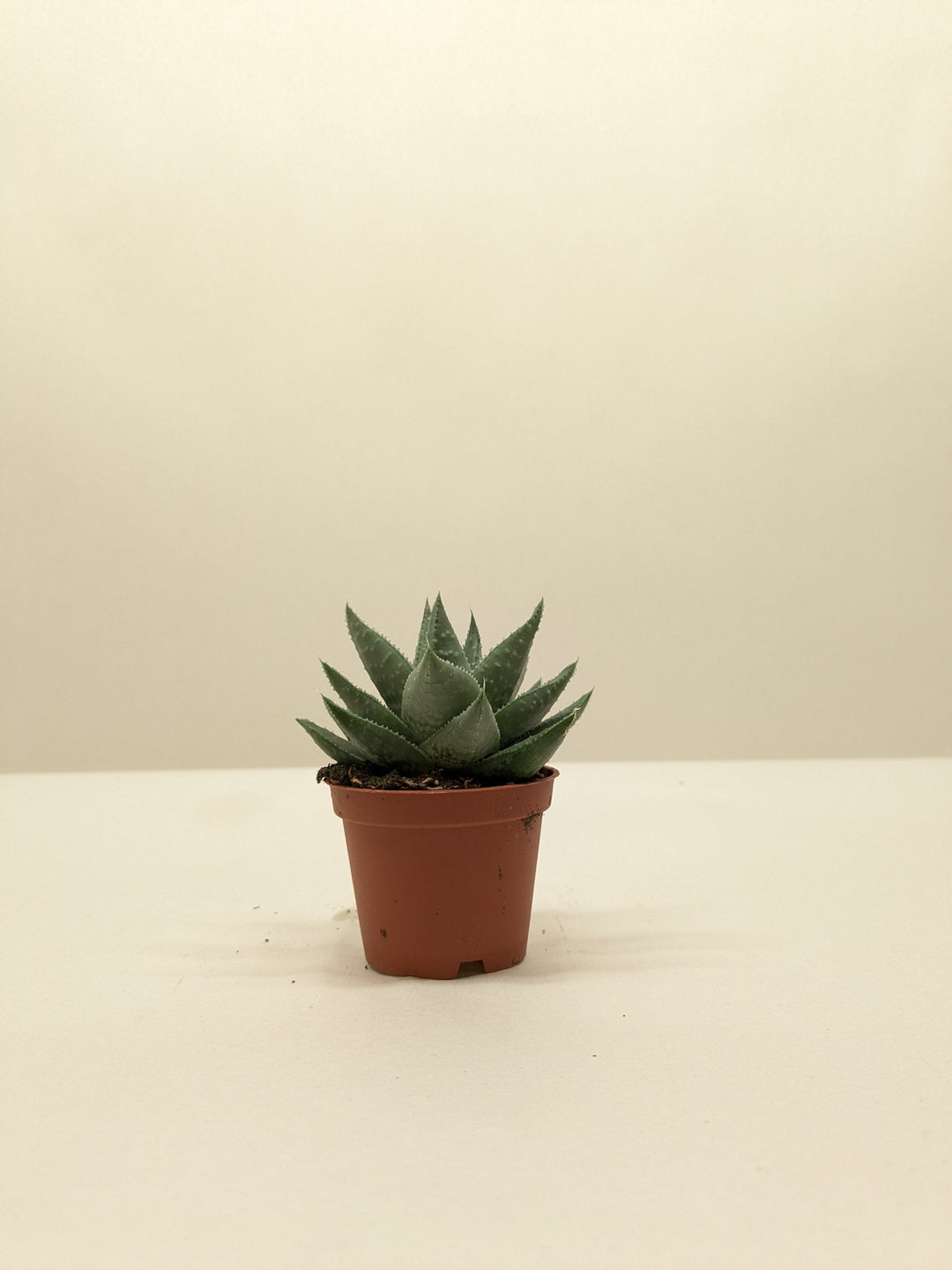 Succulent Haworthia Savanna