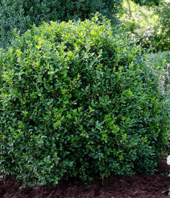 3G Buxus NewGen - Independence - Boxwood - 1023216