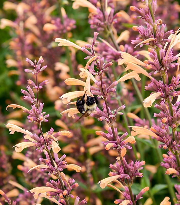 1G Agastache X Meant to Bee 'Queen Nectarine' - Anise Hyssop - Hummingbird Mint - 1015272