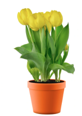 10" Bulb Pan Tulip - Yellow