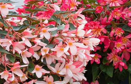 4" Reefs Begonia