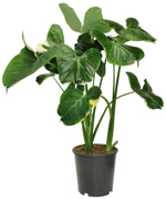 21 CM Alocasia Mickey - G0963