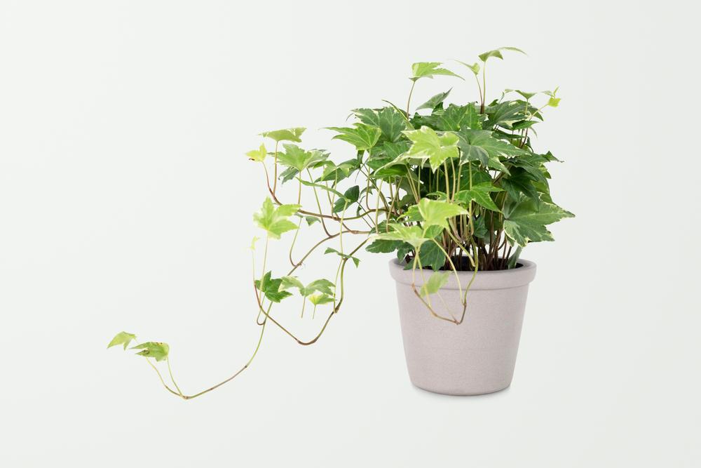 4" Ivy - Green