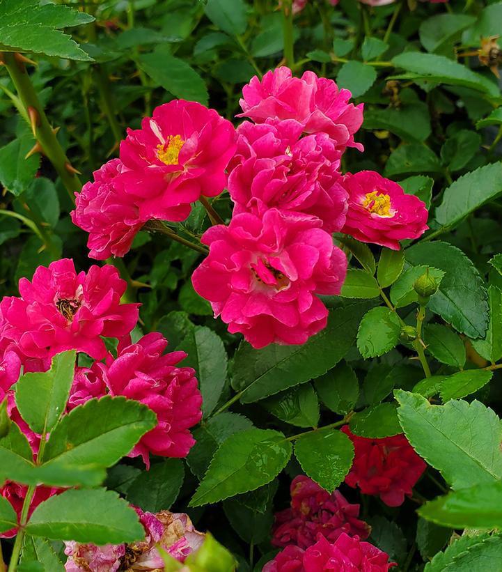 2G Rosa 'Oso Easy Peasy' (''Phyllis Sherman'') Oso Easy Peasy™ Rose: Patent PP29167