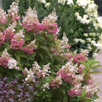 6G Hydrangea Paniculata - Pinky Winky - 44199-080