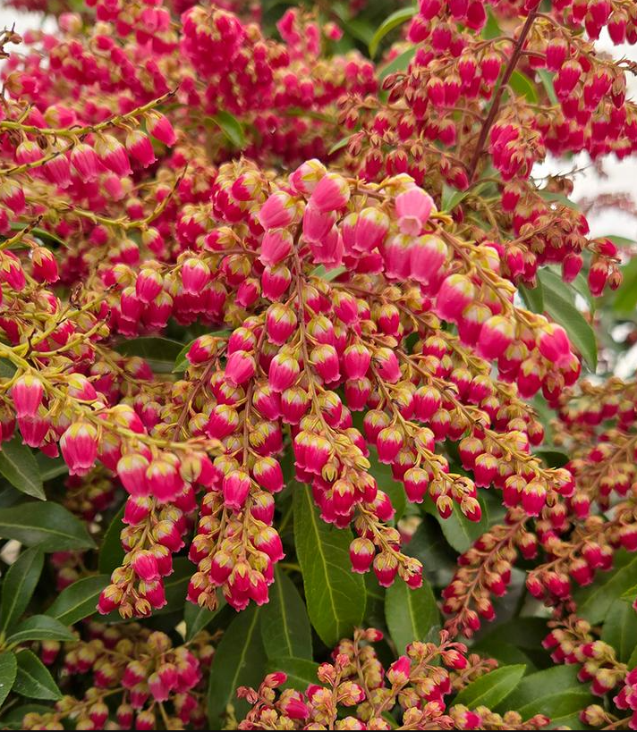 2G Pieris Japonica 'Passion' - 1004572
