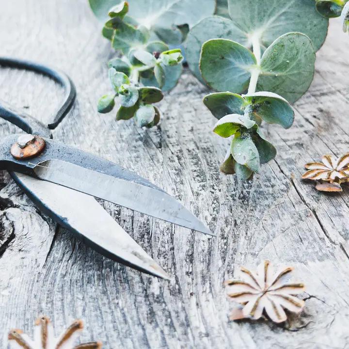 Seattle Seed Co. - Forged Steel Pruning Shears - BON-SNIP