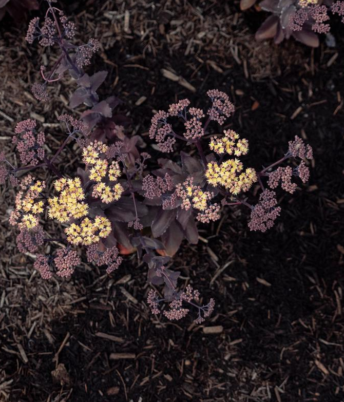 8" Sedum 'Puff Pastry White Chocolate' - Stonecrop - 1021899