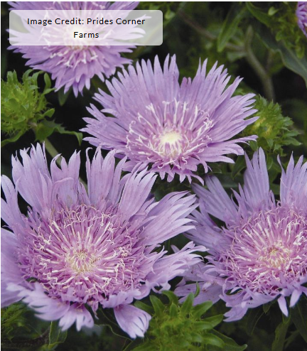 1G Stokesia laevis (Aster)  'Peachies Pick'