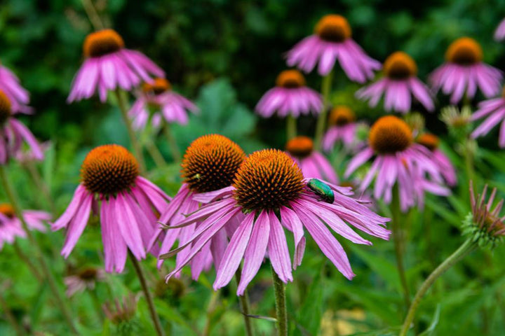 2G Echinacea Purpurea - Purple Coneflower - 1012062