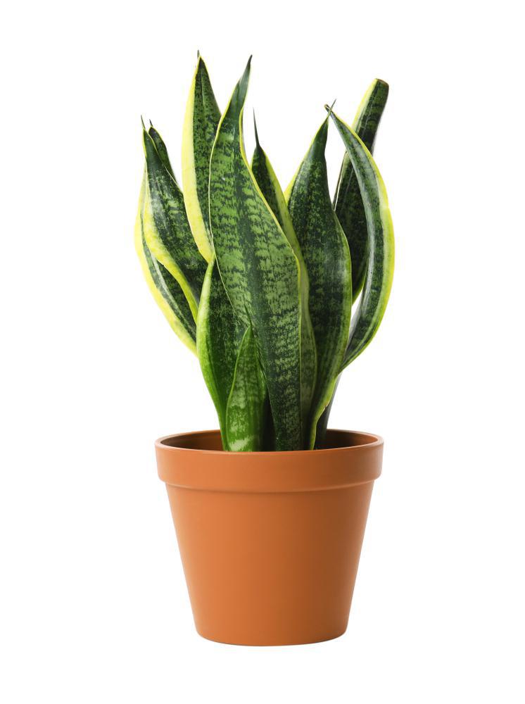 4" Sansieveria (Snake Plant)